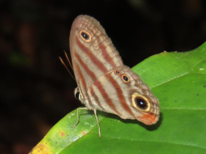 Euptychia insolata