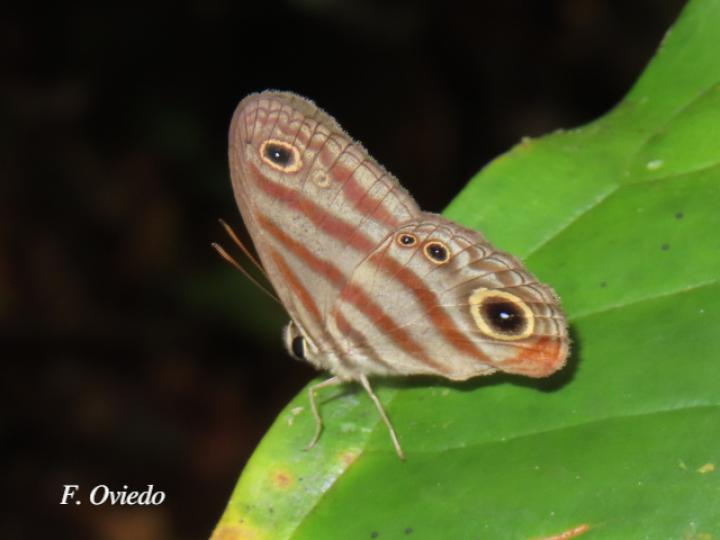 Euptychia insolata
