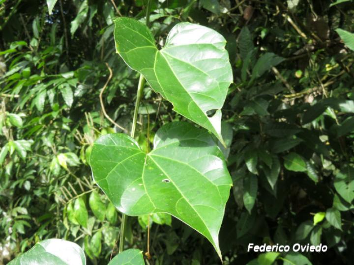 Fevillea cordifolia (Cabalonga)