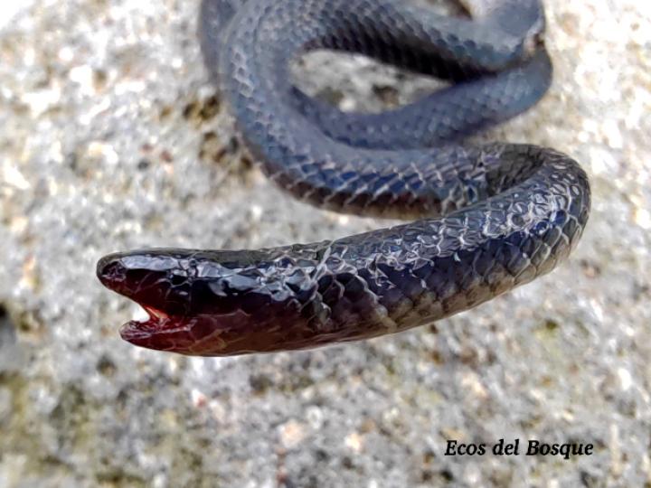 Geophis sp (Culebras de tierra)