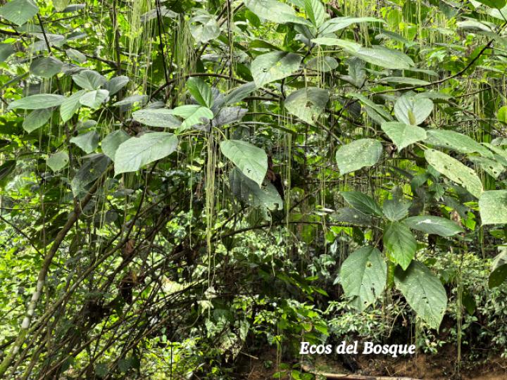Myriocarpa longipes (Lija, guarumo macho)
