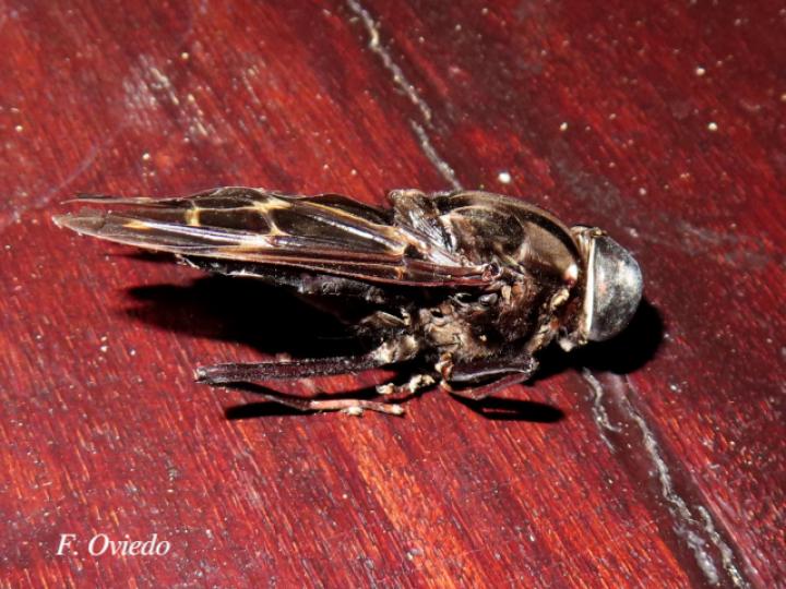 Pantophthalmus bellardi (Mosca de la madera)