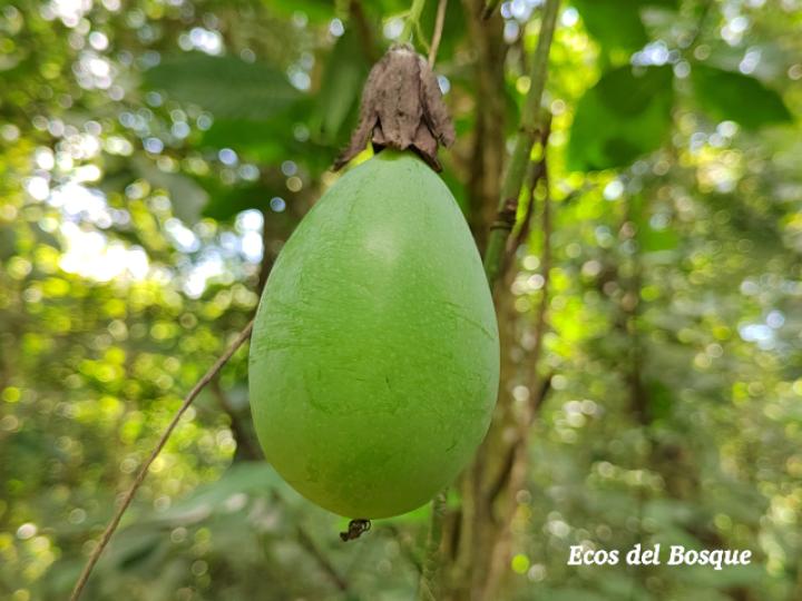 Passiflora menispermifolia