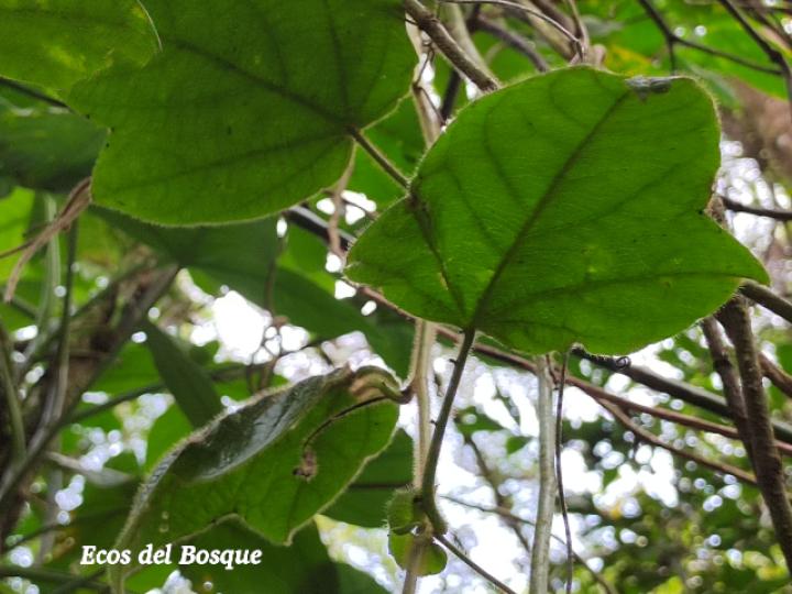 Passiflora menispermifolia