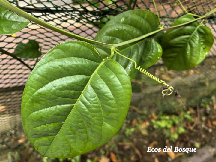 Passiflora quadrangularis (Granadilla real)