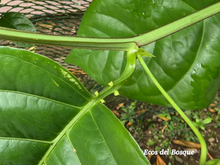 Passiflora quadrangularis (Granadilla real)