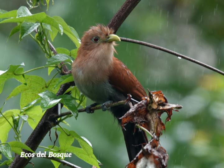 Piaya cayana (Cuco ardilla, Bobo chizo)