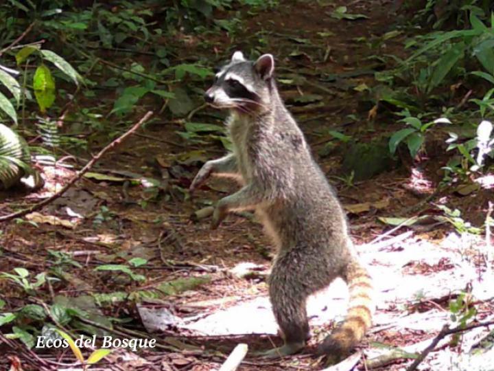 Procyon lotor (Mapache)