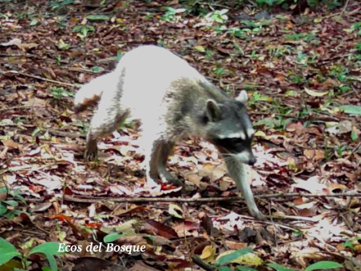 Procyon lotor (Mapache)