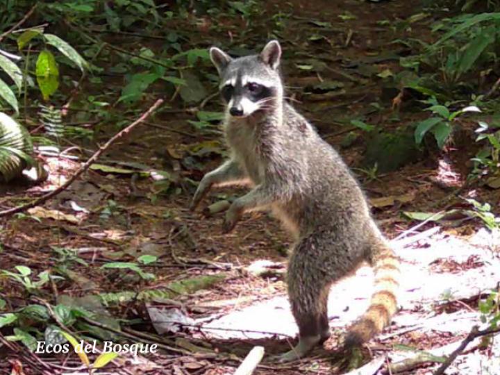Procyon lotor (Mapache)