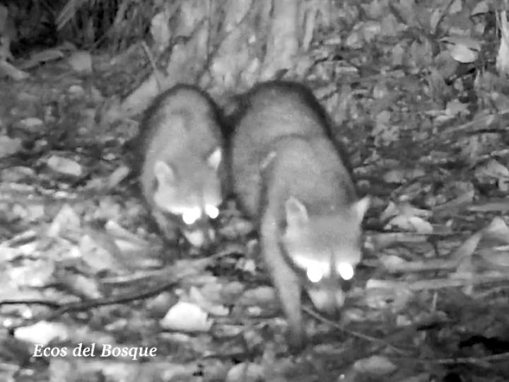 Procyon lotor (Mapache)