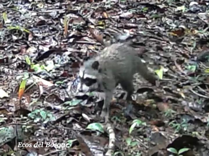 Procyon lotor (Mapache)