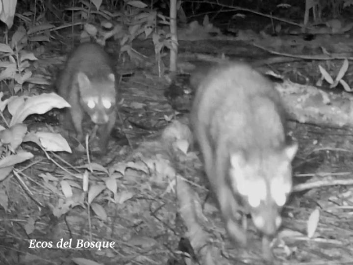 Procyon lotor (Mapache)