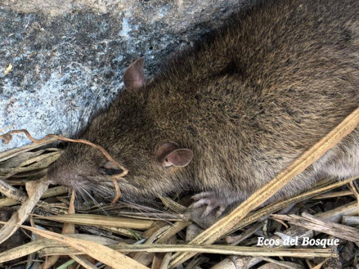 Rattus norvegicus (Rata grís)