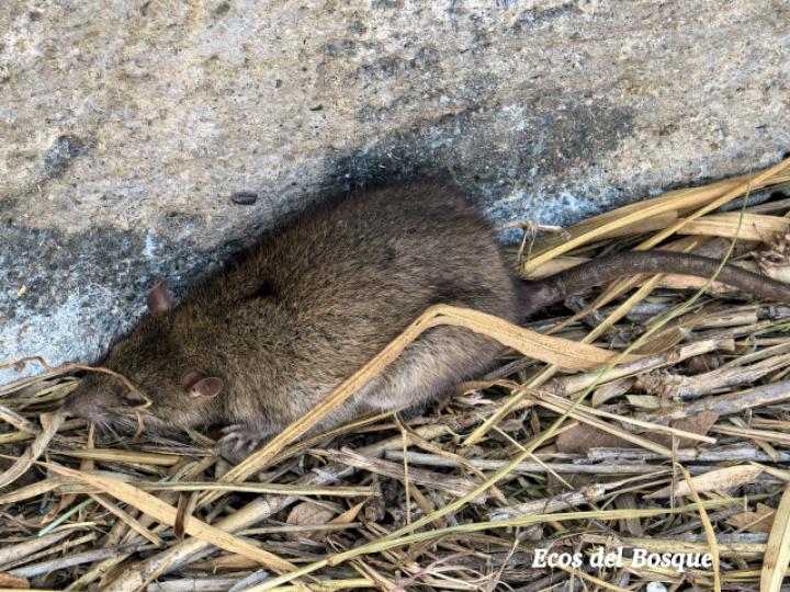 Rattus norvegicus (Rata grís)