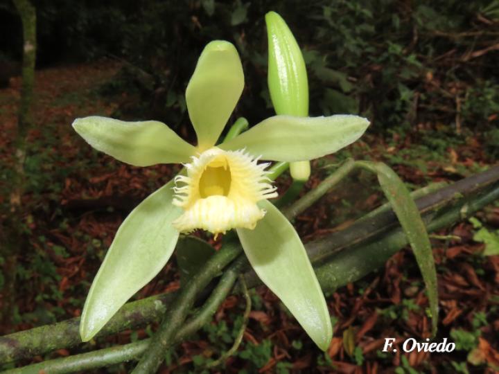 Vanilla odorata (Vainilla)