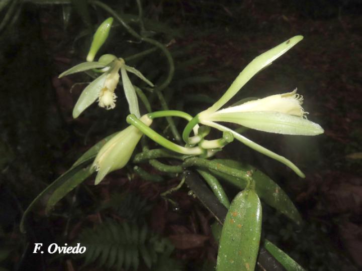 Vanilla odorata (Vainilla)
