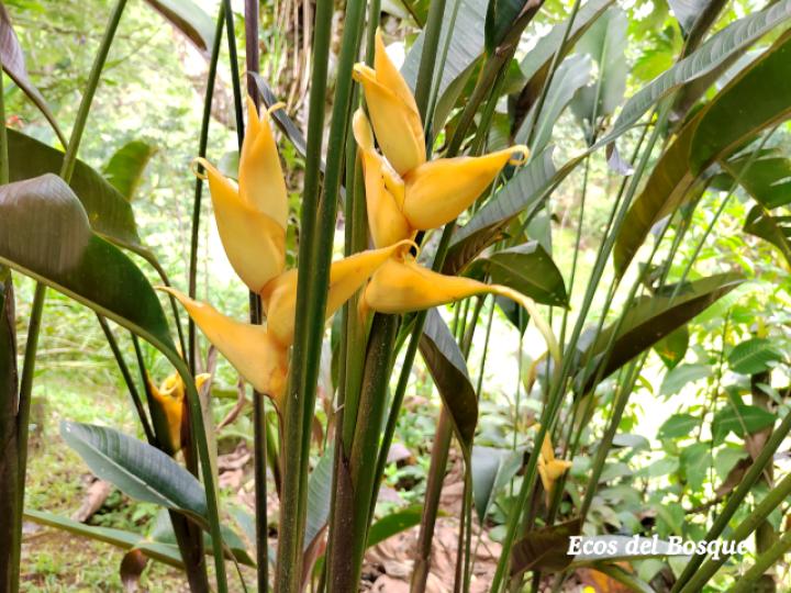 Heliconia umbrophilla