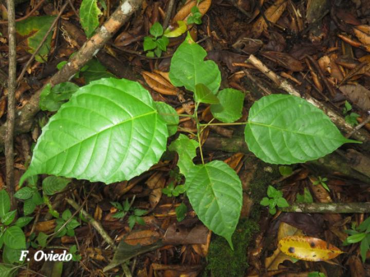 Alchornea latifolia (Chasparrio, Canelito)