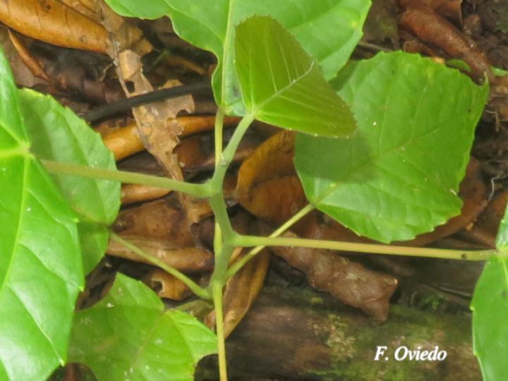 Alchornea latifolia (Chasparrio, Canelito)