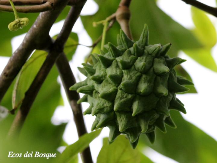 Annona mucosa (Variedad seleccionada)