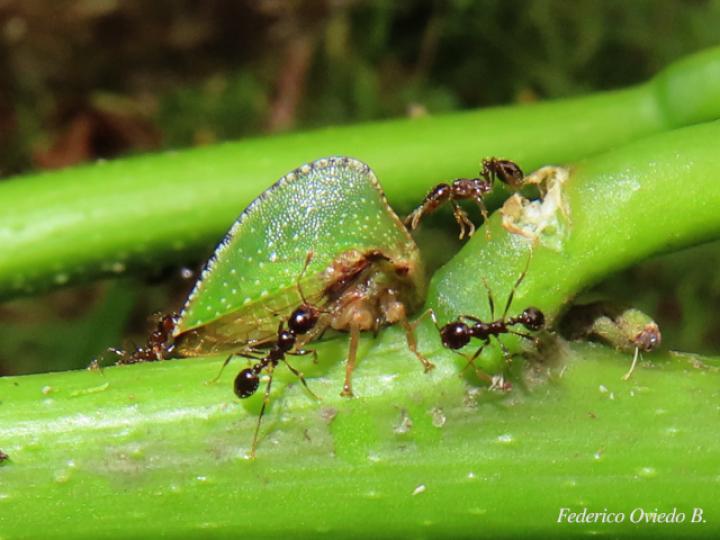 Antianthe sp (Espinita)