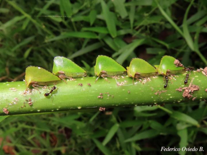 Antianthe sp (Espinita)
