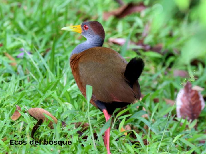 Aranides cajaneus (chirincoca)