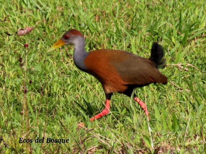 Aranides cajaneus (chirincoca)