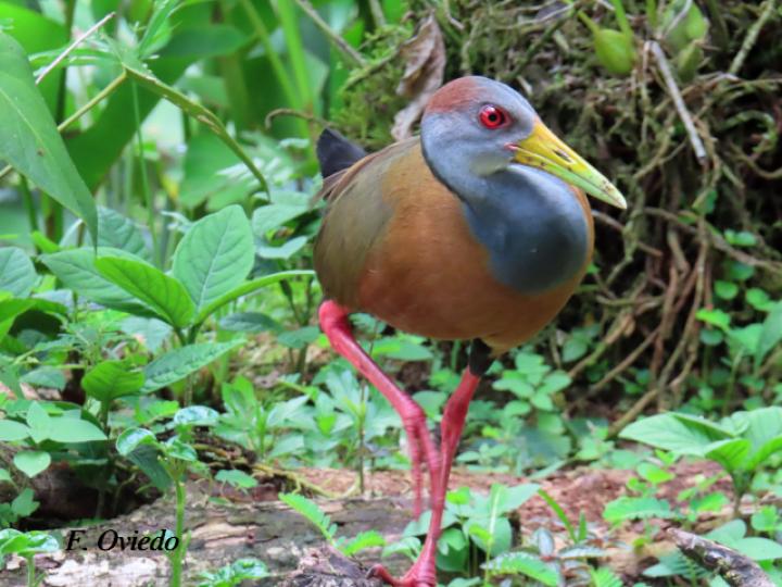 Aranides cajaneus (chirincoca)