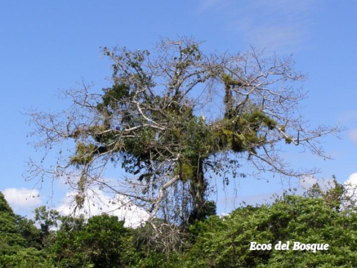 Ceiba pentandra