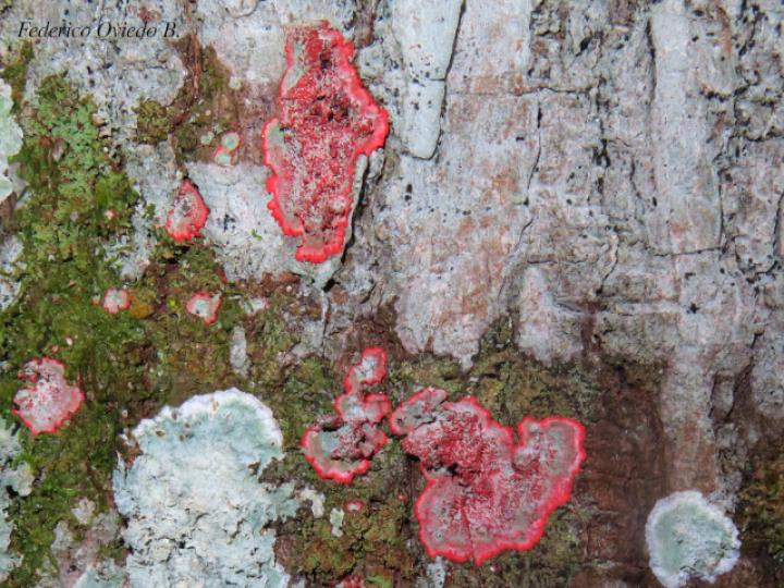 Cryptothecia rubrocincta