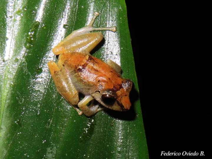 Diasporus diastema (Rana de campanilla común)