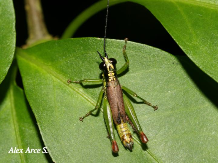 Drymophilacris bimaculata