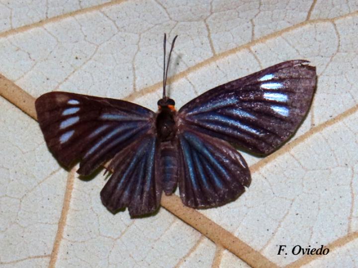 Esthemopsis colaxes (Encantadora)