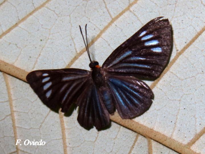 Esthemopsis colaxes (Encantadora)