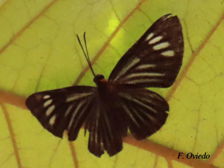 Esthemopsis colaxes (Encantadora)