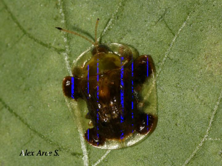 Helocassis clavata