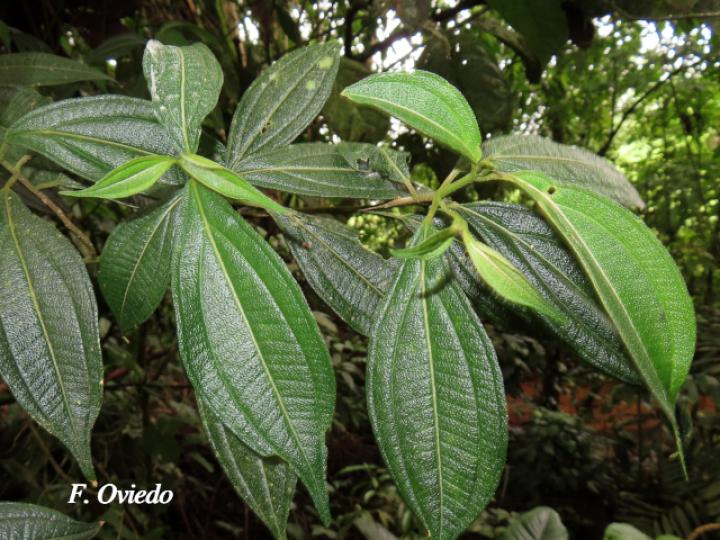 Henriettea tuberculosa