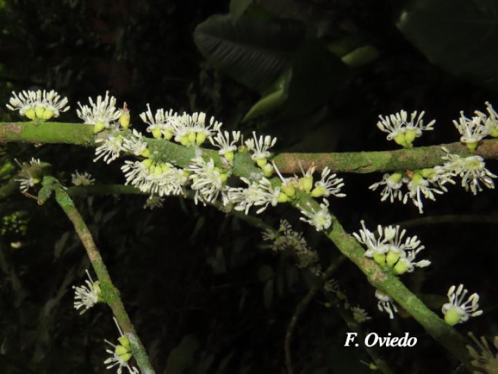 Henriettea tuberculosa