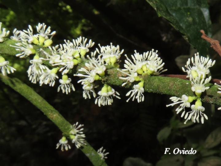 Henriettea tuberculosa