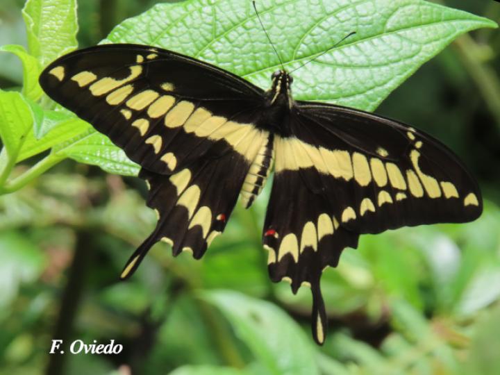 Heraclides thoas nealces