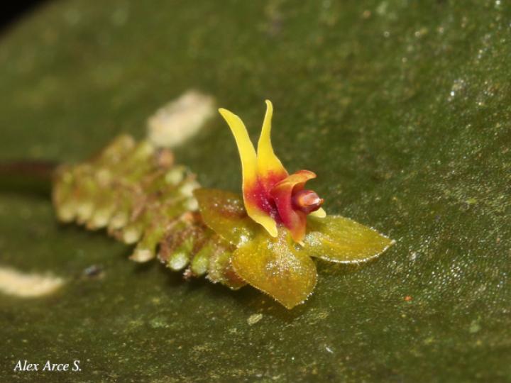 Lepanthes ingramii