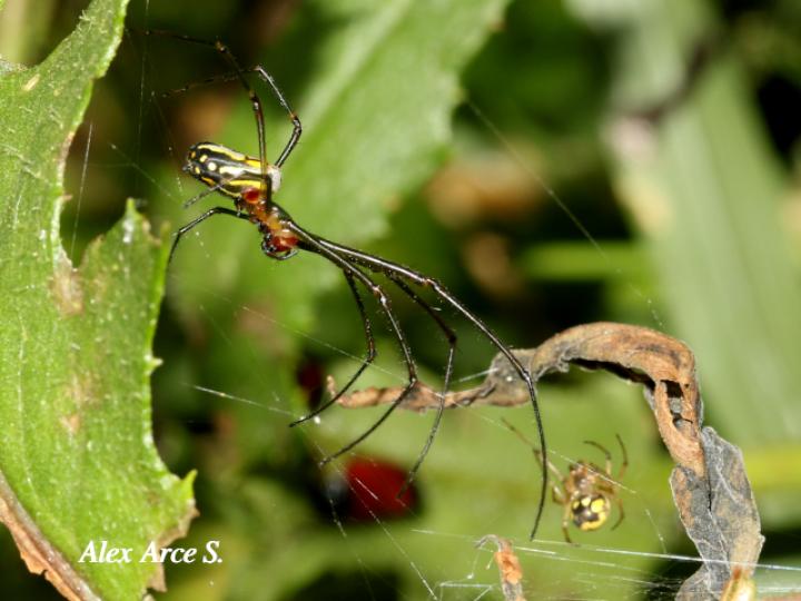 Leucauge venusta (Araña del huerto)