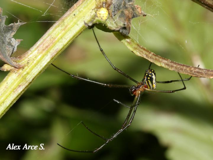 Leucauge venusta (Araña del huerto)