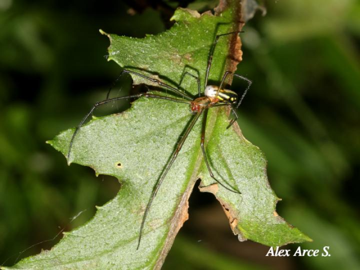 Leucauge venusta (Araña del huerto)