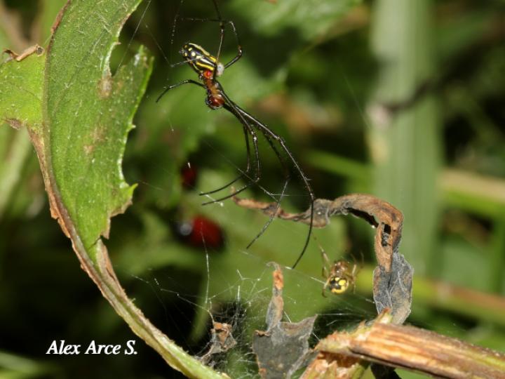 Leucauge venusta (Araña del huerto)