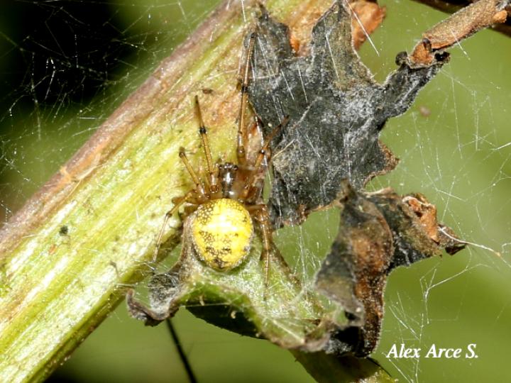 Leucauge venusta (Araña del huerto)