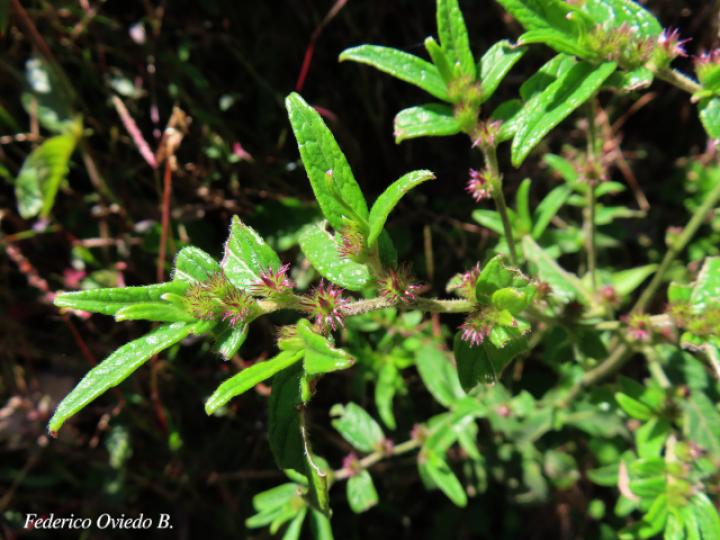 Lepidaploa salzmannii