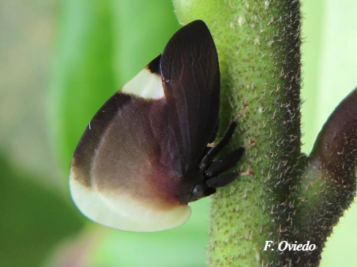 Membracis dorsata